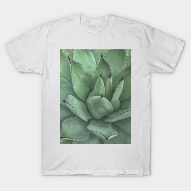 Succulent Photo T-Shirt by Rosemogo